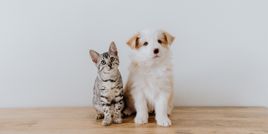 8 Tips for getting your cat and dog to stop fighting
